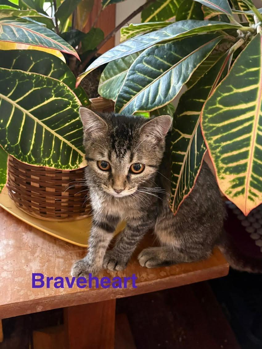 Enlarge Braveheart, an adoptable Domestic Short Hair in Manhattan, KS image 2/5