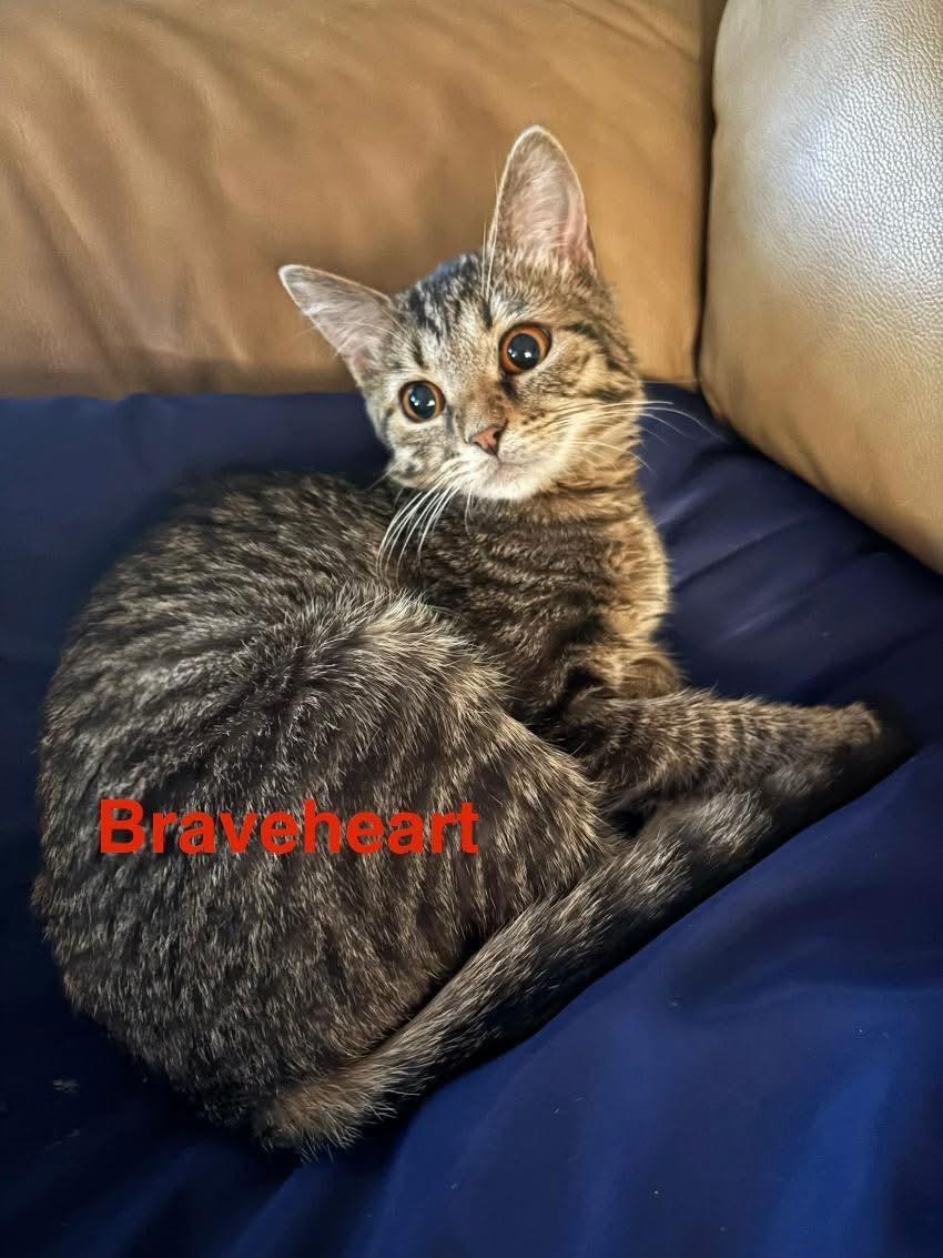 Braveheart, adoptable, Kitten Female Domestic Short Hair.