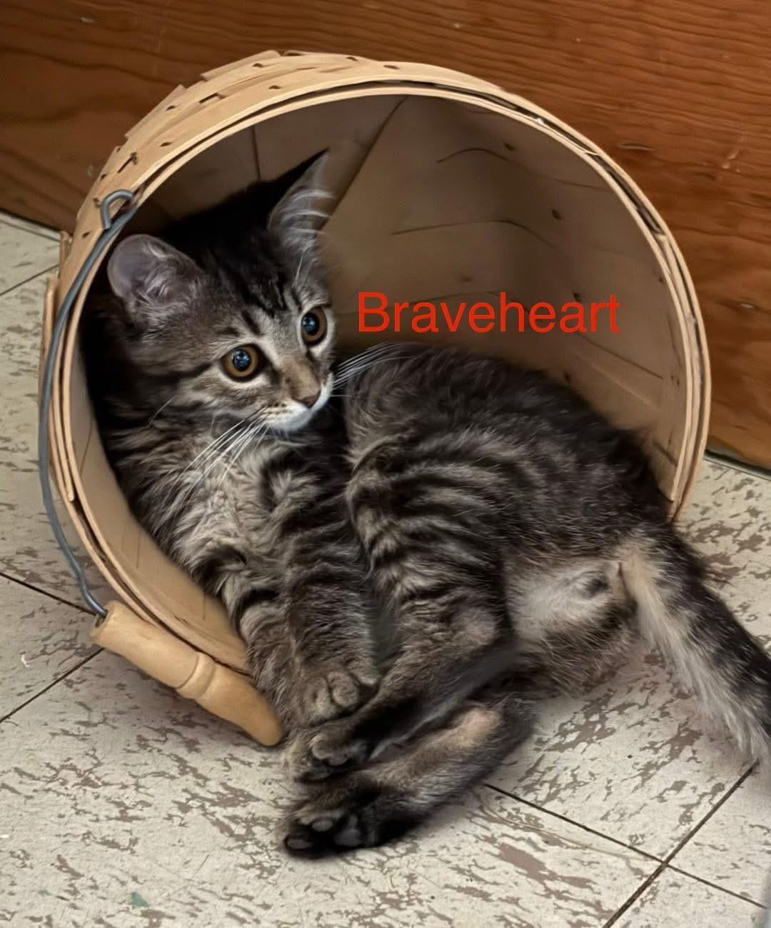 Braveheart, adoptable, Kitten Female Domestic Short Hair.