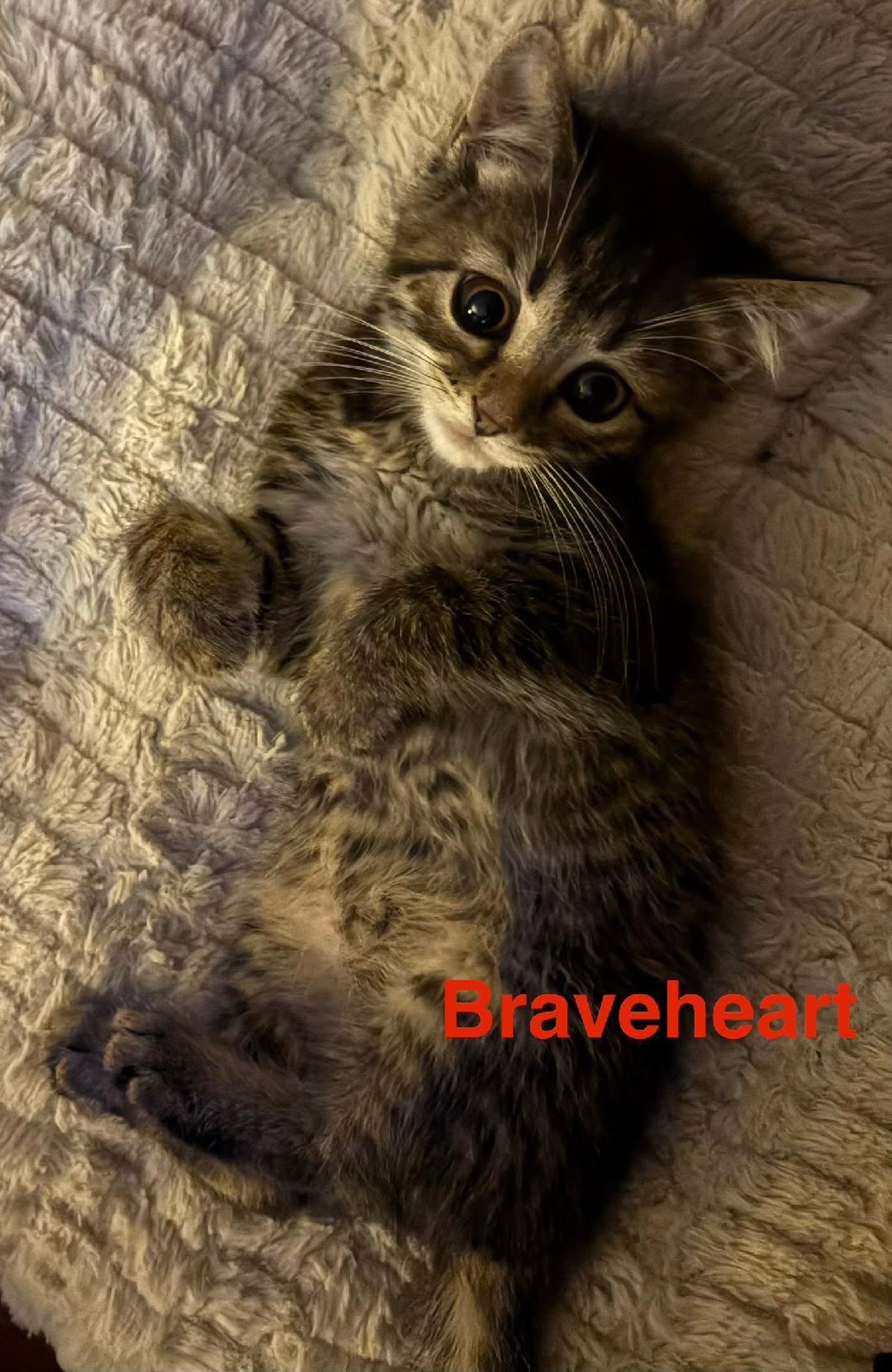 Braveheart, an adoptable Domestic Short Hair in Manhattan, KS image 3/3