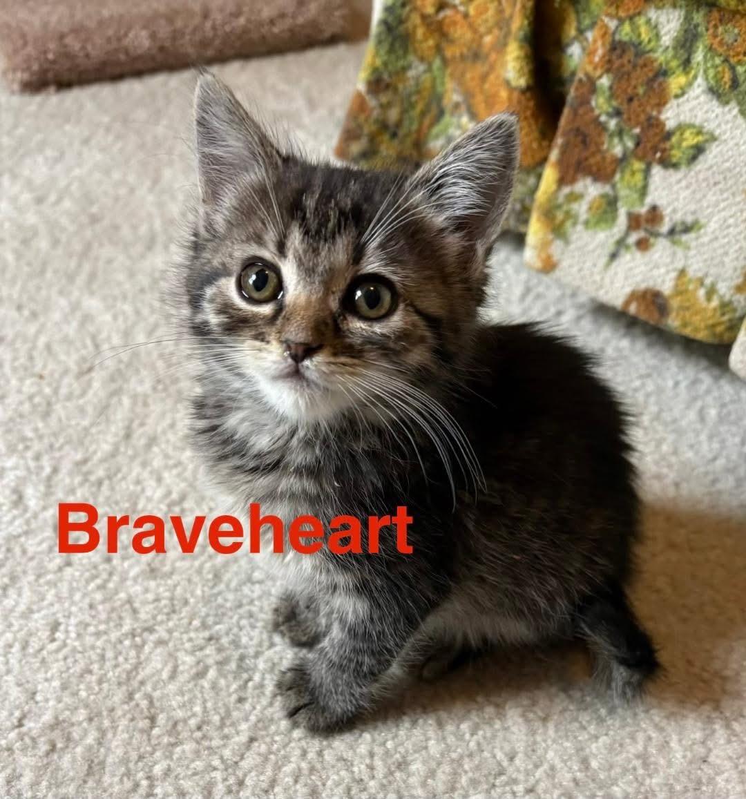 Braveheart, an adoptable Domestic Short Hair in Manhattan, KS image 2/3