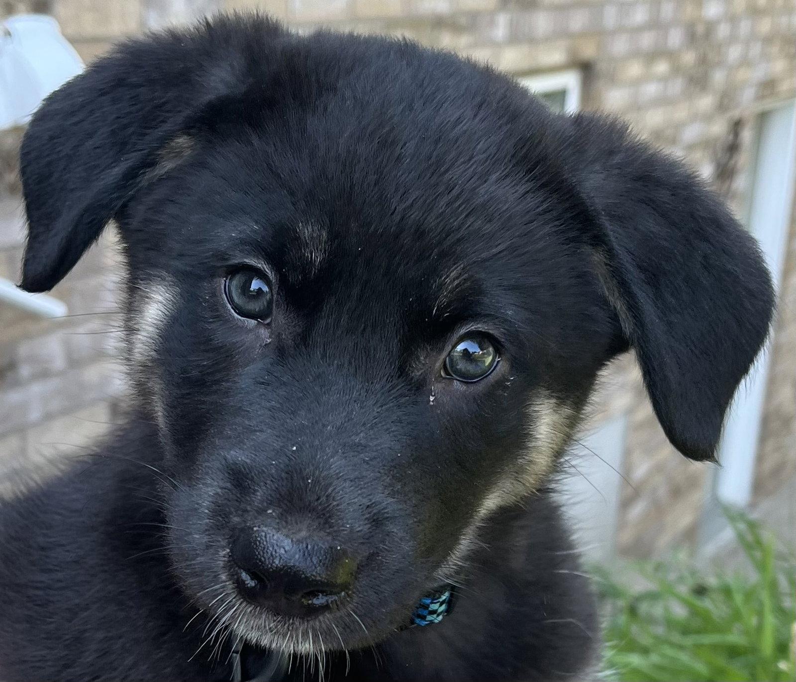 SPINACH, Adoptable, Puppy Male Shepherd & Husky.