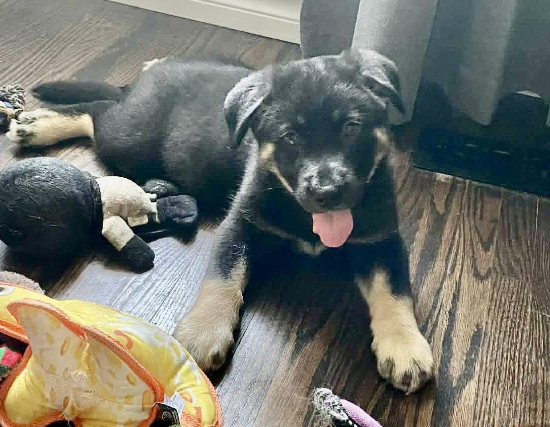 SPINACH, a Adoptable mixed breed in Minesing, ON image 2/3