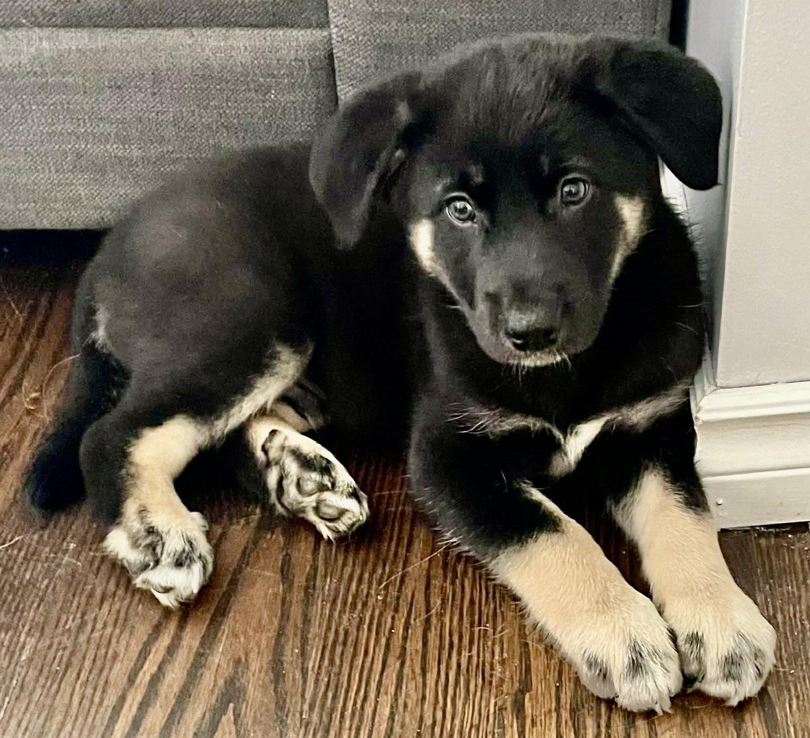 SPINACH, a Adoptable mixed breed in Minesing, ON image 3/3