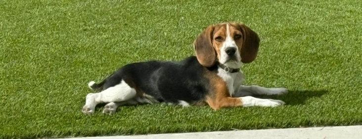 Enlarge Maverick, a Adopted Beagle in Las Vegas, NV image 1/3