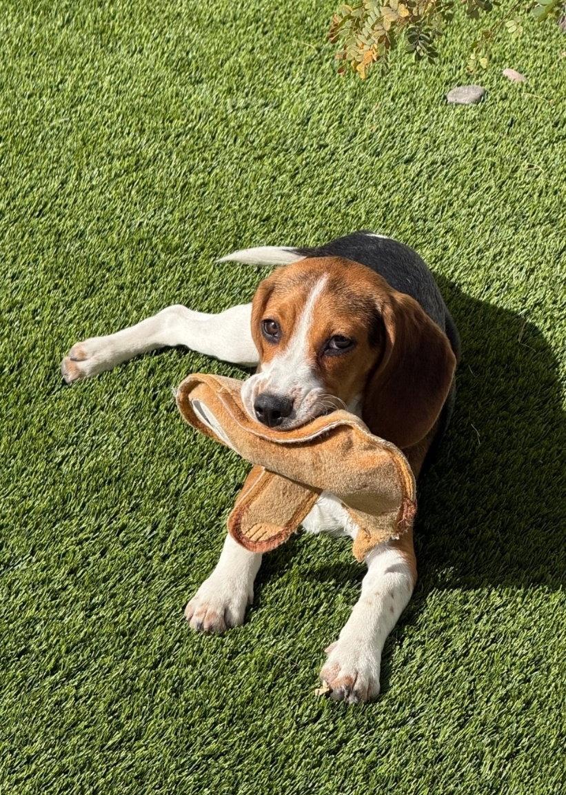 Enlarge Maverick, a Adopted Beagle in Las Vegas, NV image 2/3