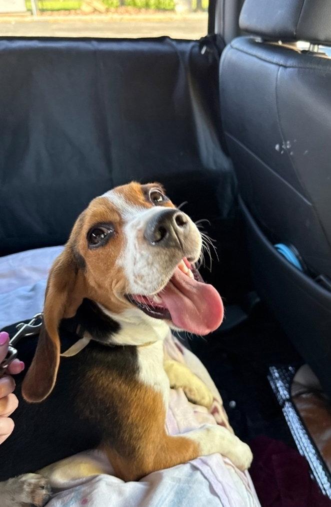 Enlarge Maverick, a Adopted Beagle in Las Vegas, NV image 3/3