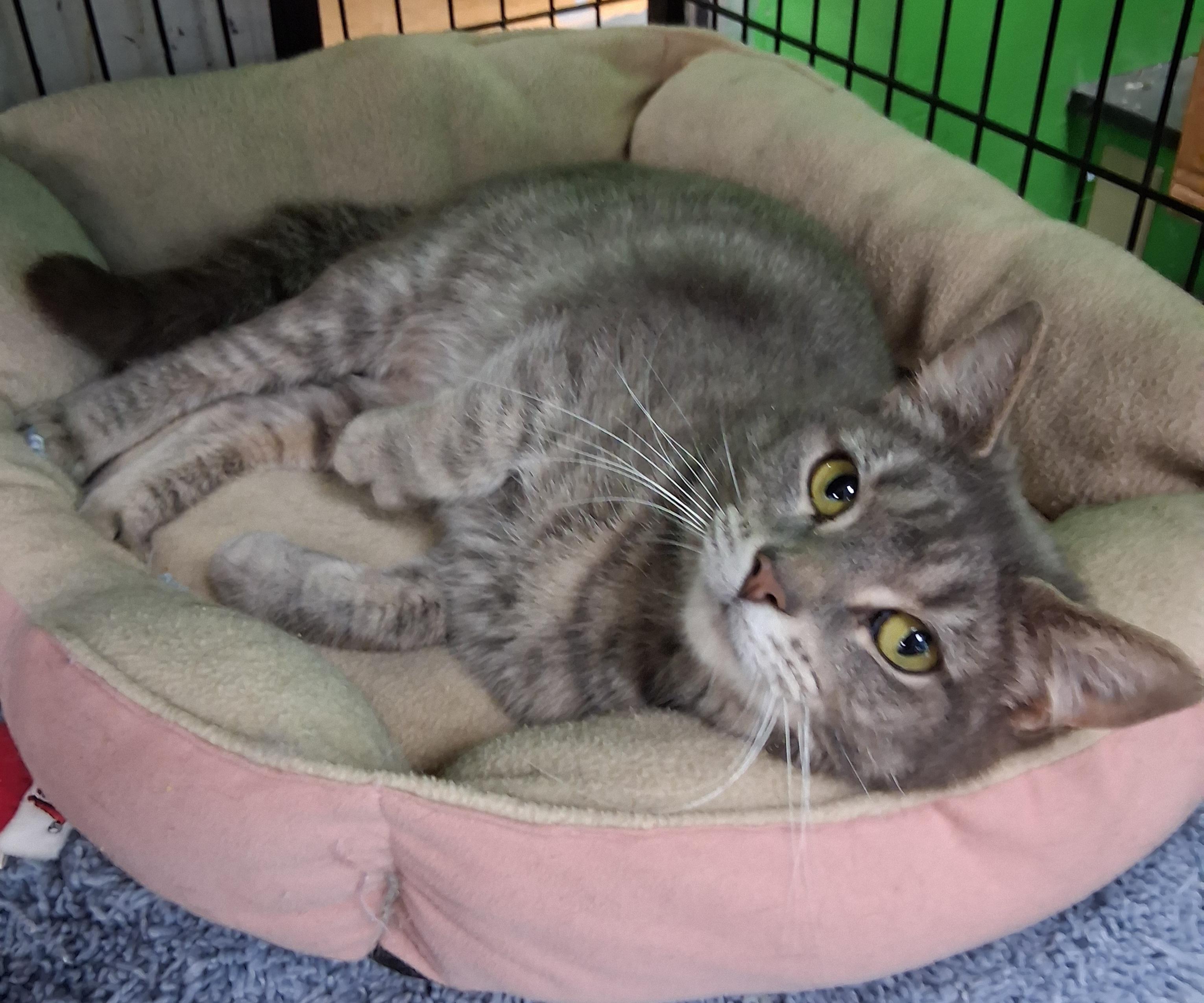 Happy Girl, ADOPTABLE, Young Female Tabby.
