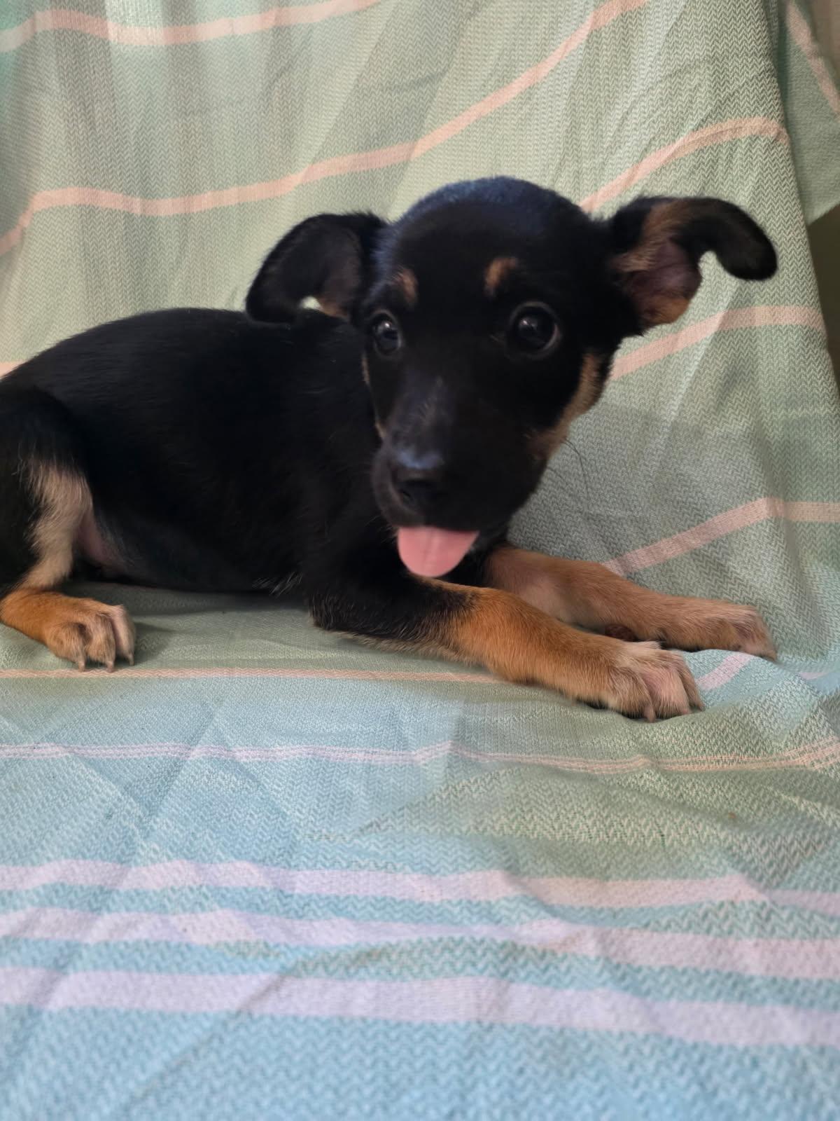 DOROTHY, Adoptable, Young Female German Shepherd Dog & Corgi.