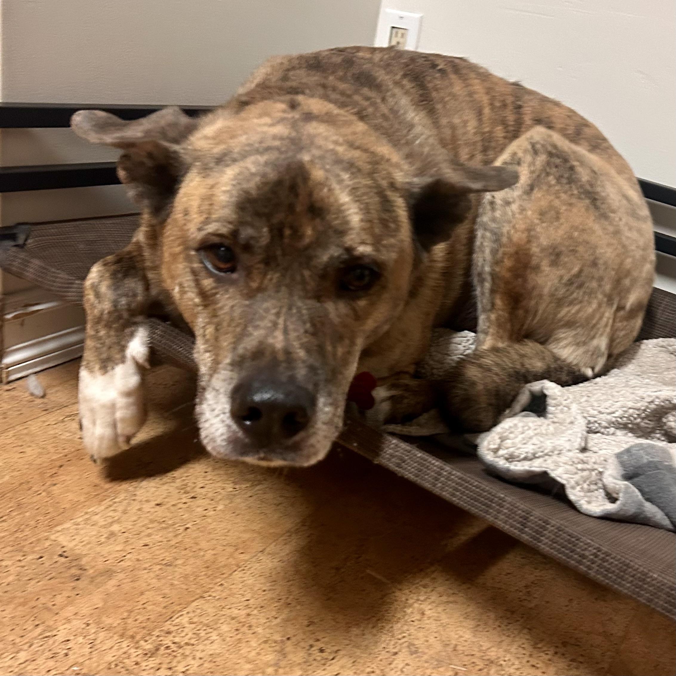 Enlarge Scooby, a Adoptable Mixed Breed in Edmonton, AB image 1/6