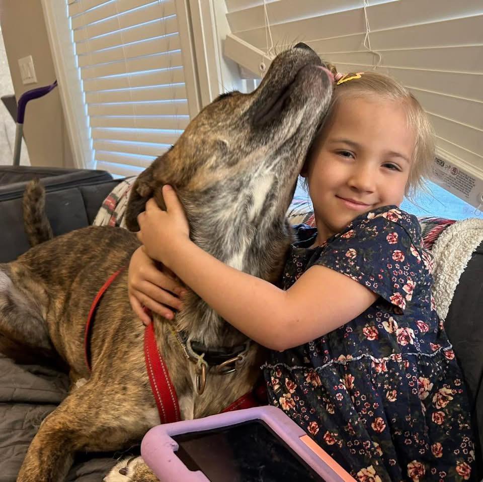 Enlarge Scooby, a Adoptable Mixed Breed in Edmonton, AB image 3/6