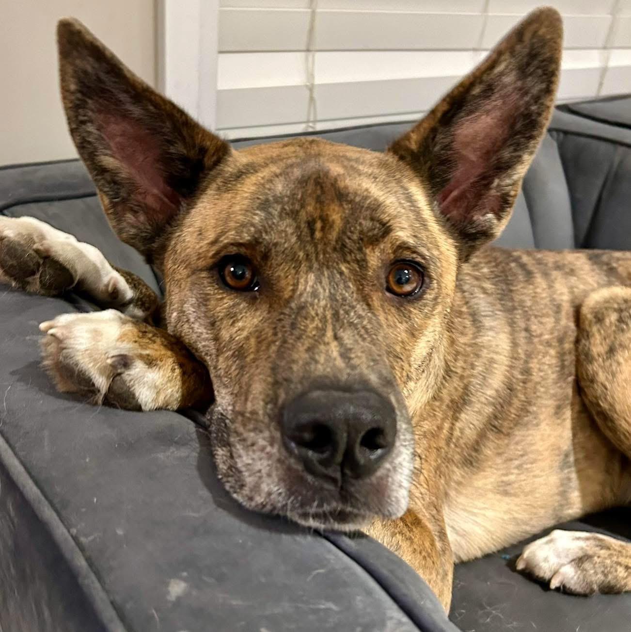 Enlarge Scooby, a Adoptable Mixed Breed in Edmonton, AB image 4/6