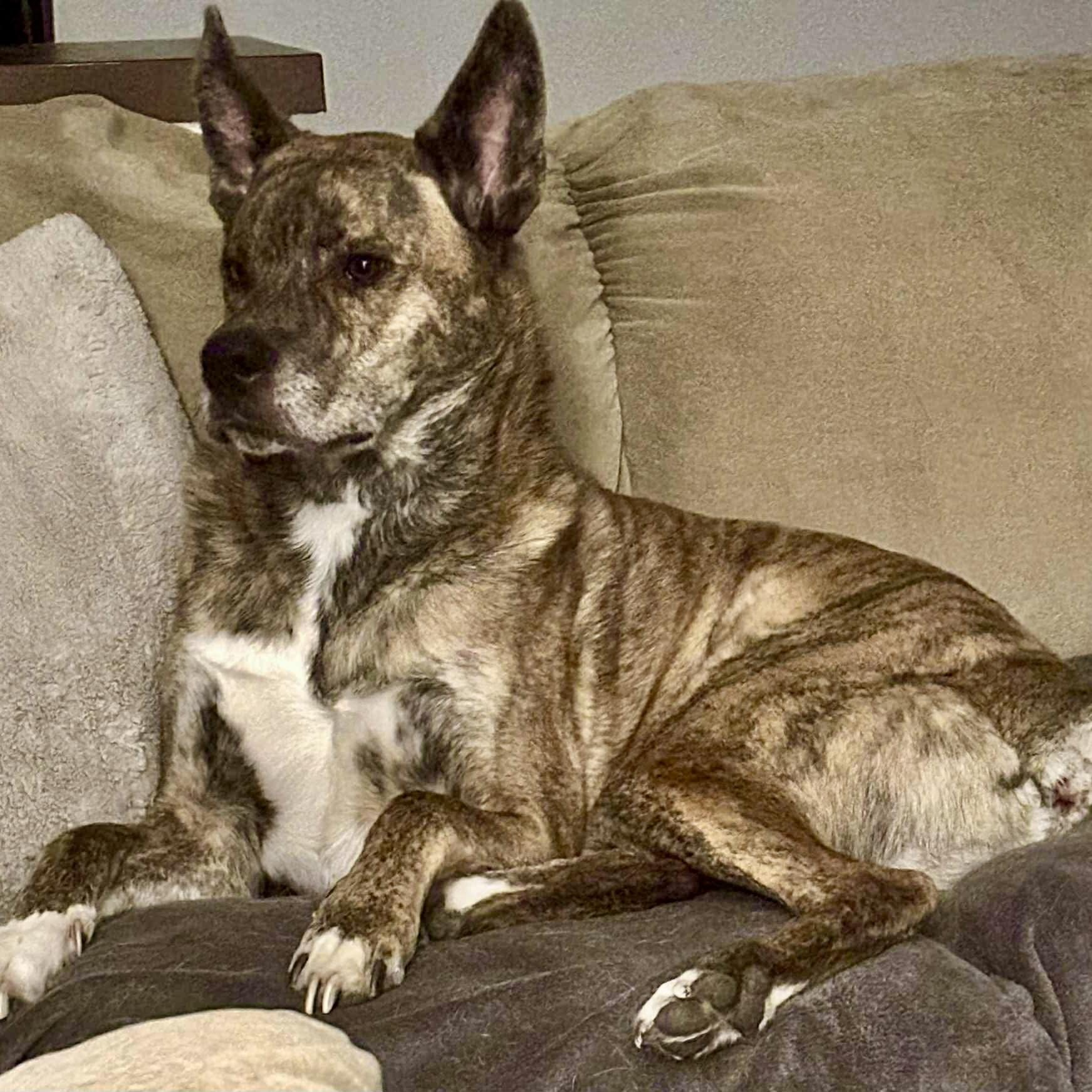 Enlarge Scooby, a Adoptable Mixed Breed in Edmonton, AB image 5/6