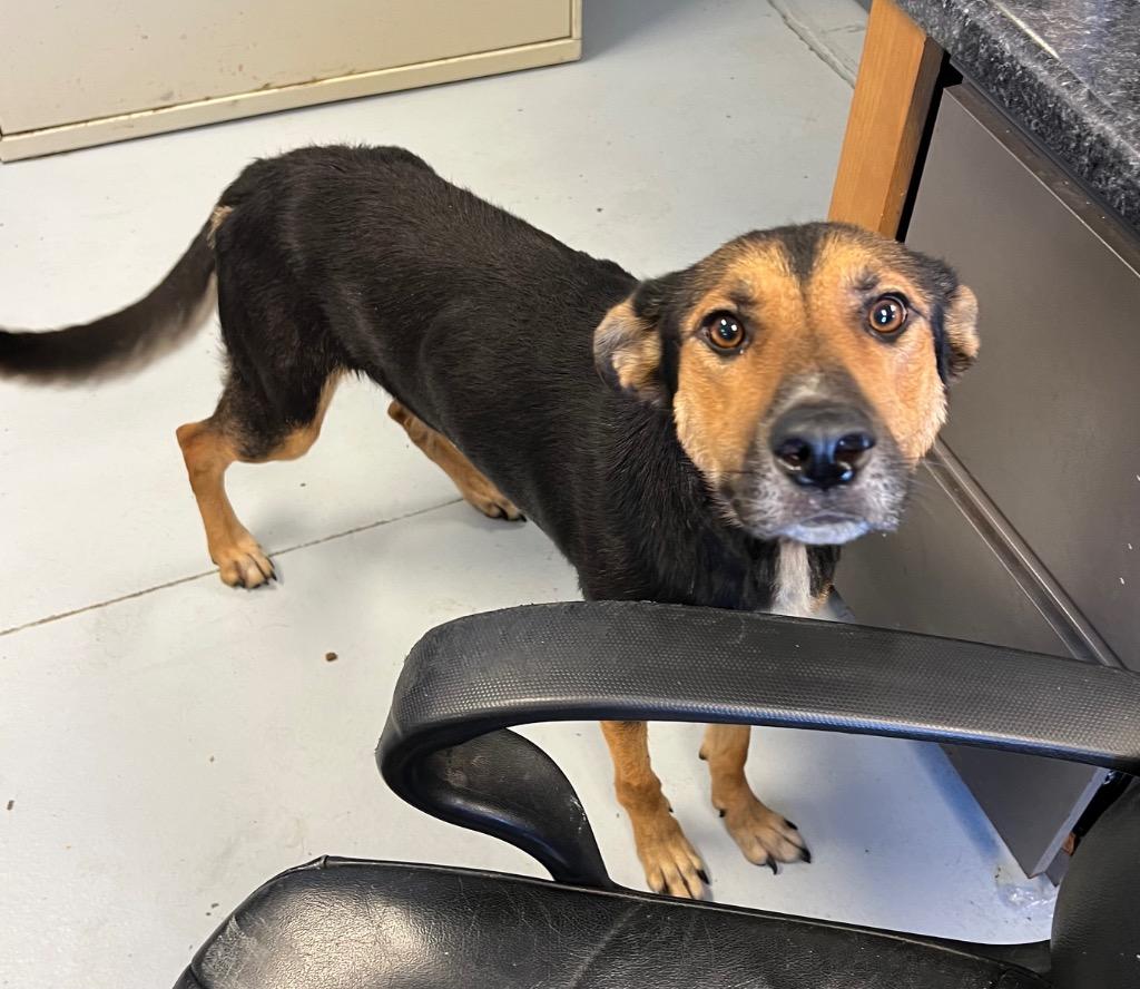 Tootsie Roll, Adoptable, Adult Female Shepherd.