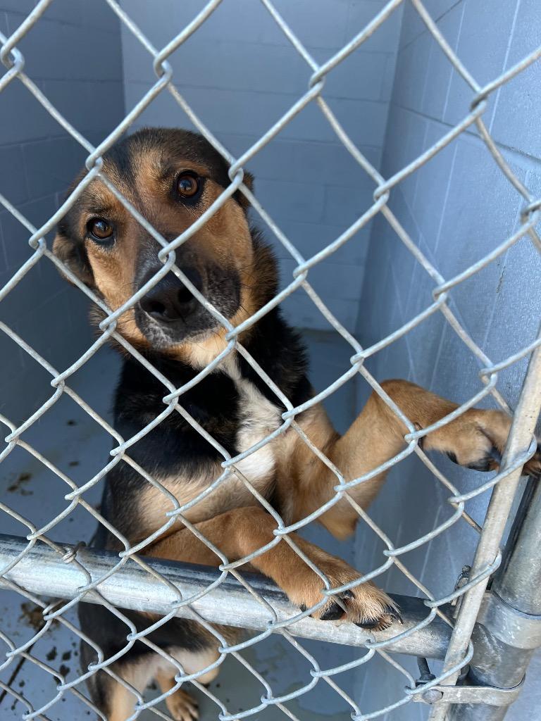 Enlarge Tootsie Roll, a Adoptable Shepherd in Greenwood, MS image 3/5