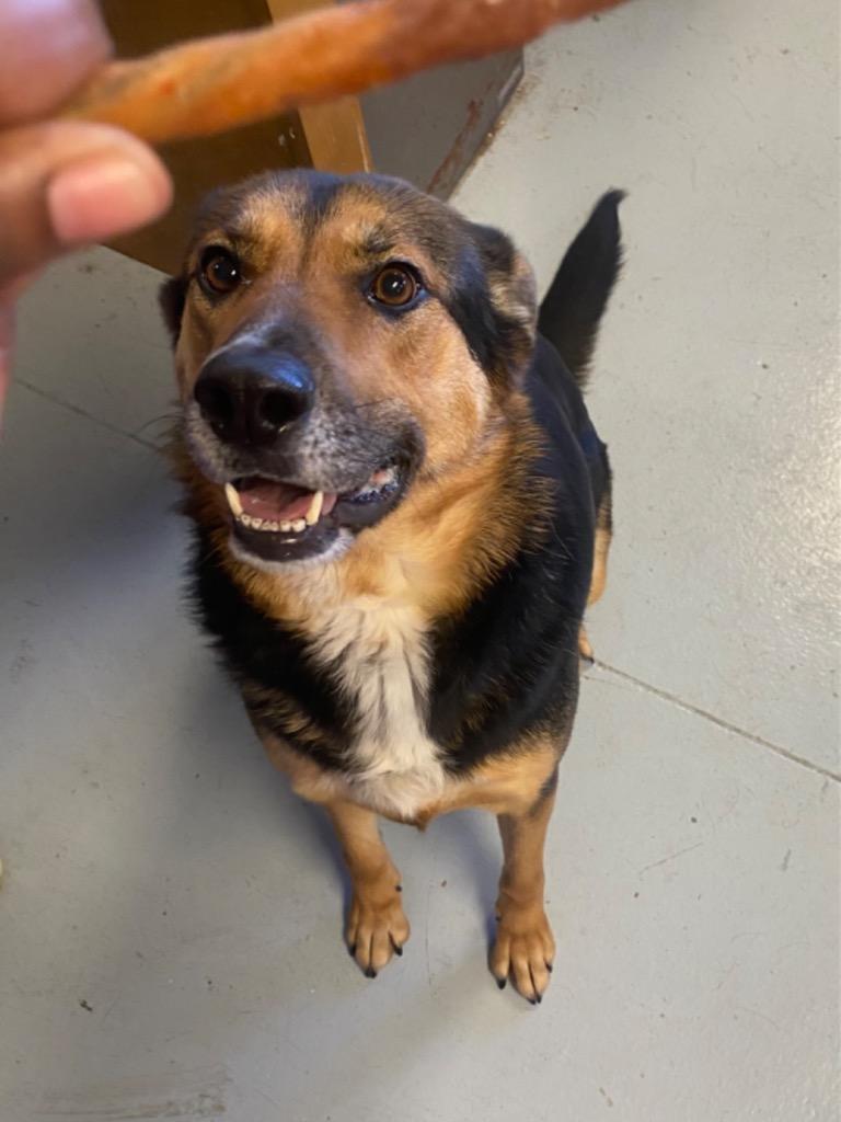 Tootsie Roll, Adoptable, Adult Female Shepherd.