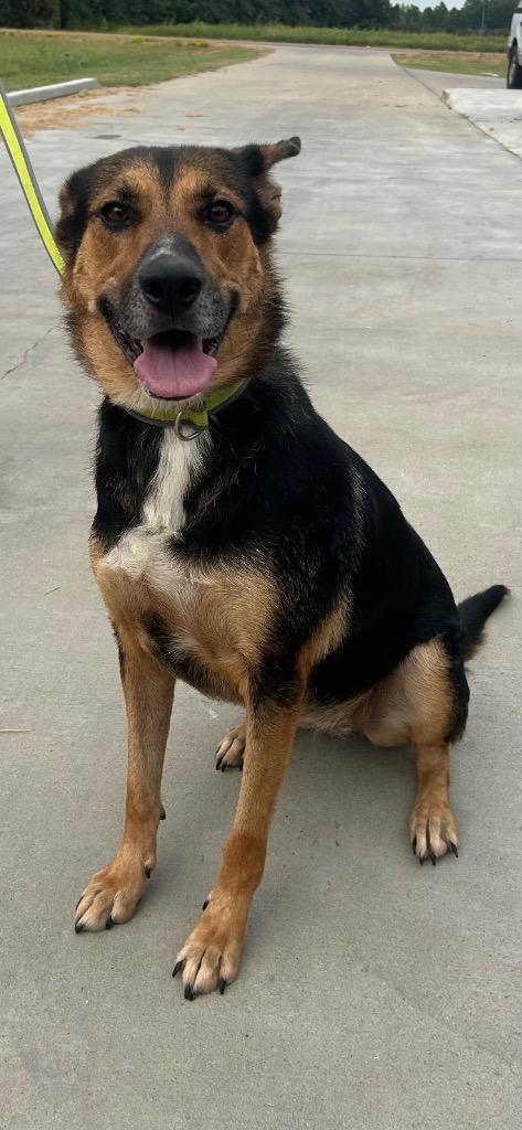 Tootsie Roll, Adoptable, Adult Female Shepherd.