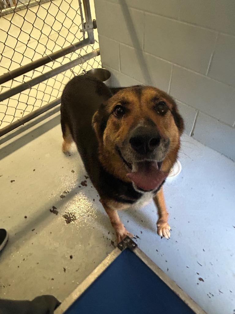 Tootsie Roll, a Adoptable Shepherd in Greenwood, MS image 4/5