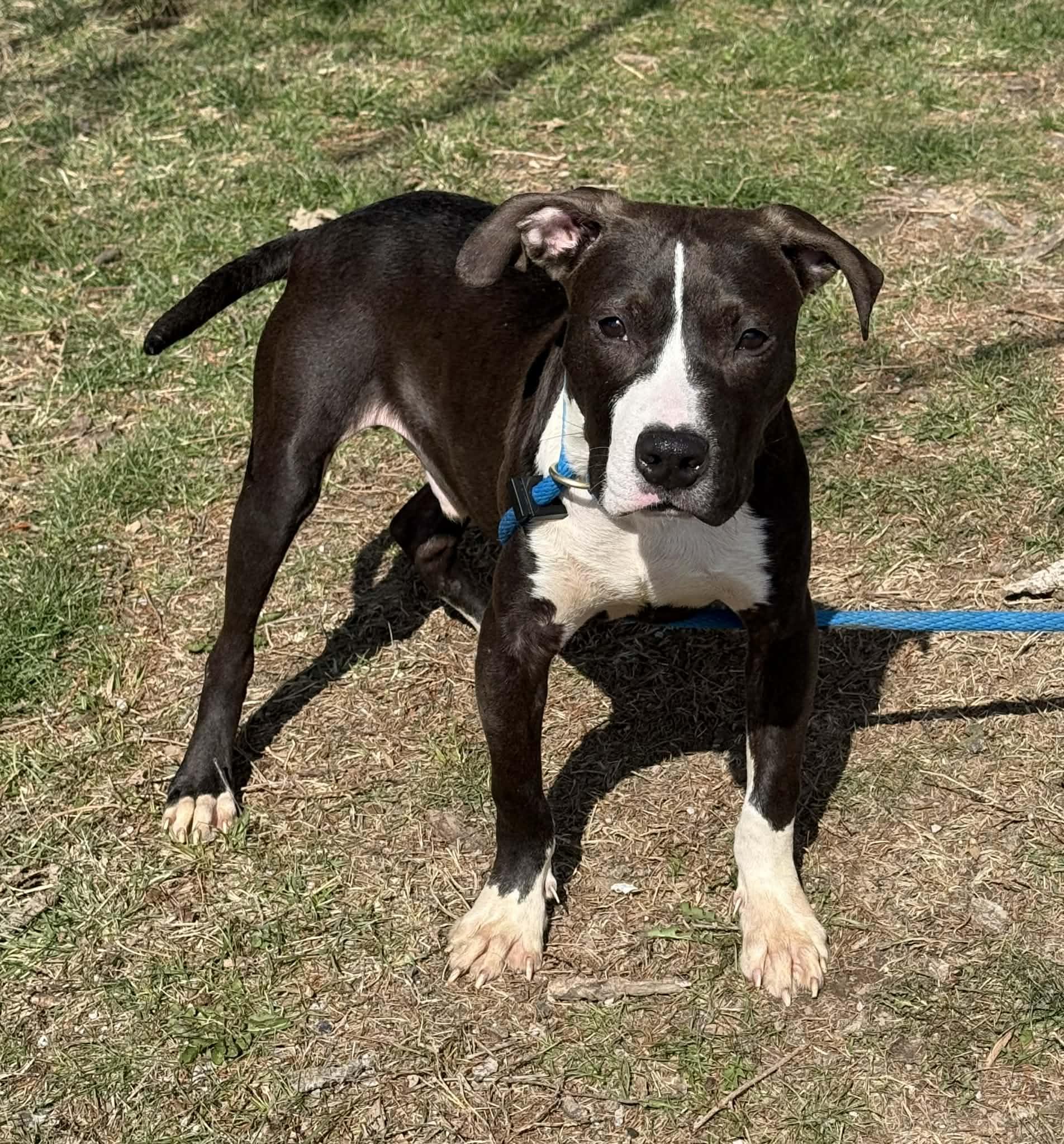 Enlarge Stewart, an adopted mixed breed in Springfield, IL image 1/2