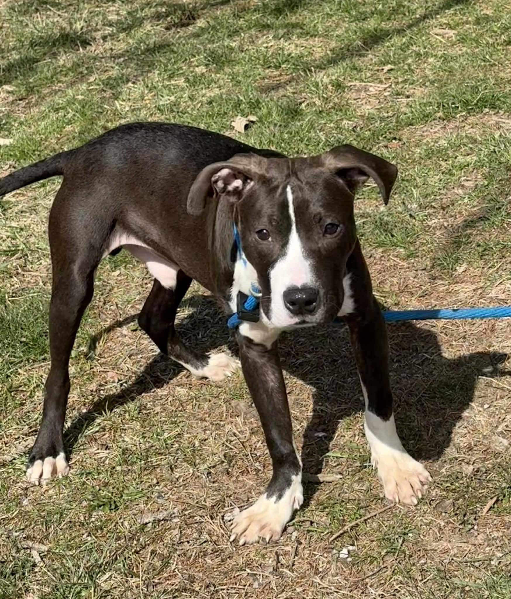 Enlarge Stewart, an adopted mixed breed in Springfield, IL image 2/2