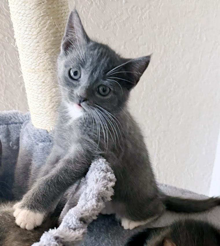 Camille, Adoptable, Kitten Female Domestic Short Hair.