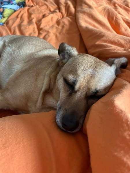 Enlarge Atari, an adopted mixed breed in Eureka, CA image 2/4