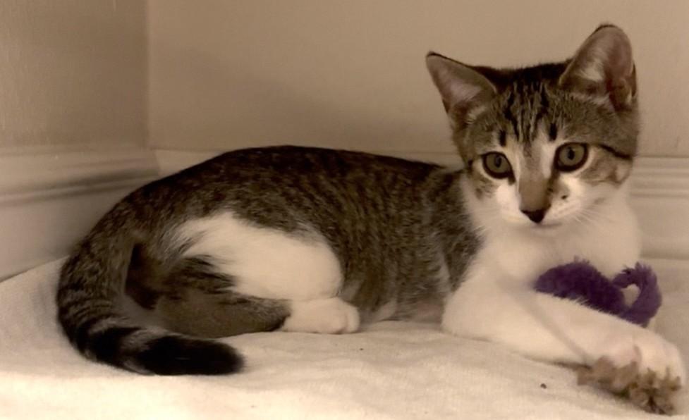 Enlarge Scotch Bonnet, a Adoptable Domestic Short Hair image 3/4