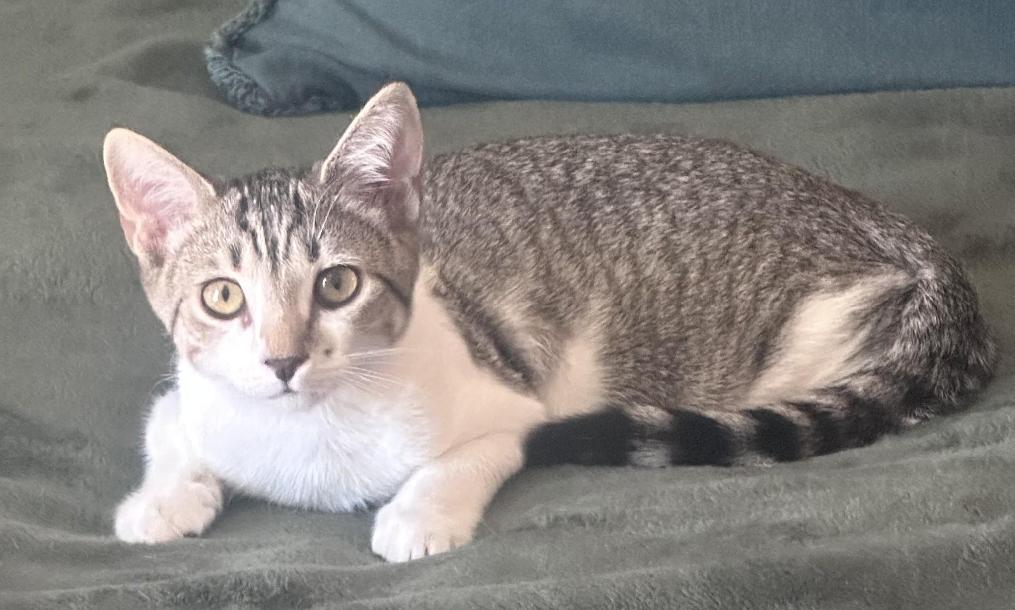 Enlarge Scotch Bonnet, a Adoptable Domestic Short Hair image 4/4