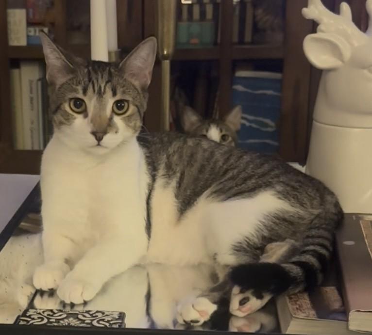 Enlarge Scotch Bonnet, a Adoptable Domestic Short Hair image 1/4