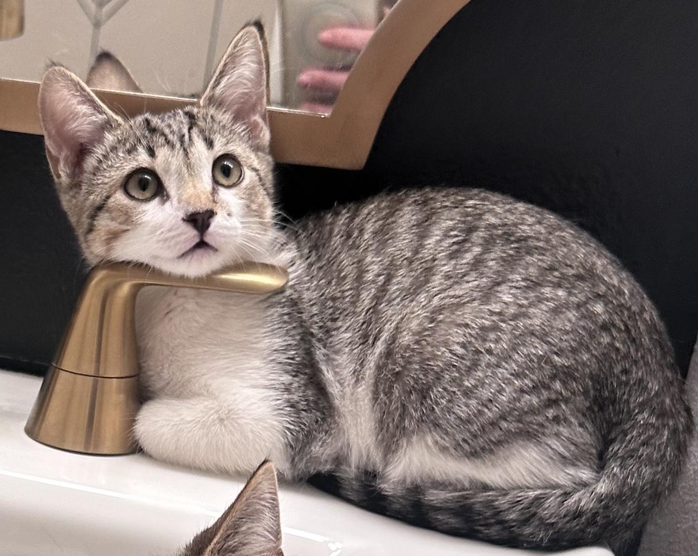 Enlarge Scotch Bonnet, a Adoptable Domestic Short Hair image 2/4