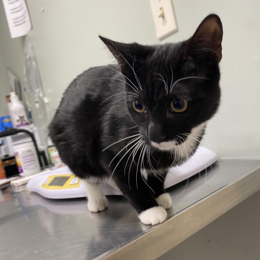 Belle FKA Muffin, Adoptable, Young Female Domestic Short Hair.