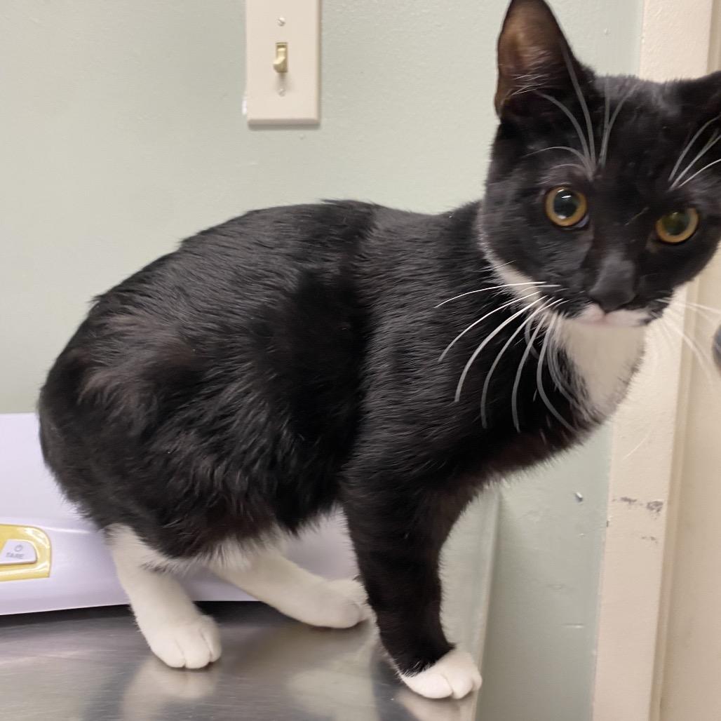 Enlarge Belle FKA Muffin, a Adoptable Domestic Short Hair in Waldorf, MD image 2/2