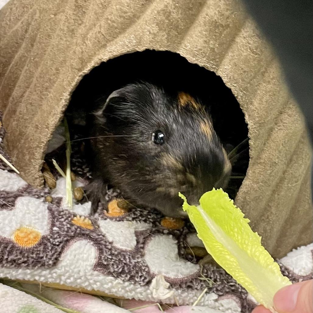 Enlarge Wilson, a Adoptable Guinea Pig in Enfield, NH image 2/6