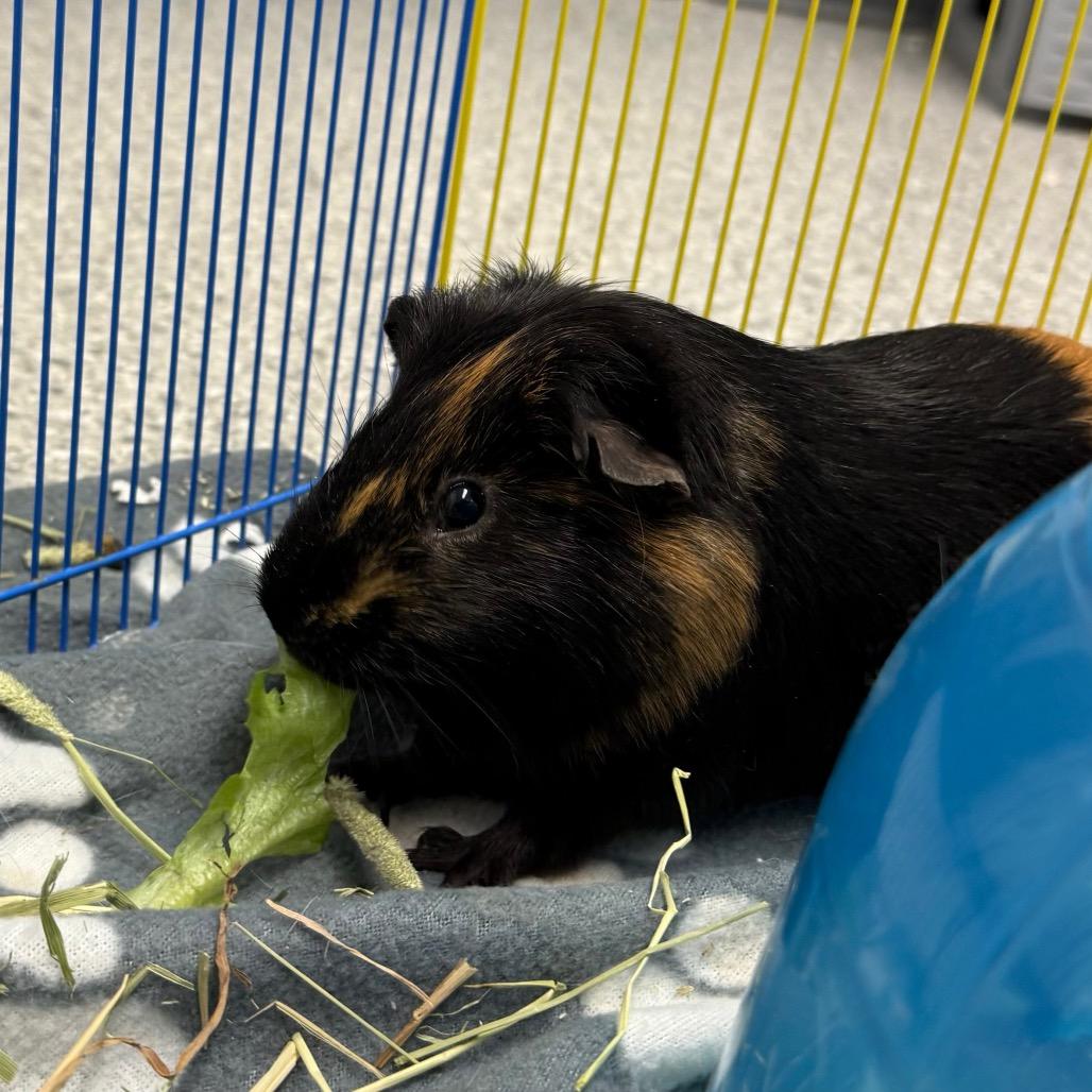 Wilson, a Adoptable Guinea Pig in Enfield, NH image 3/6