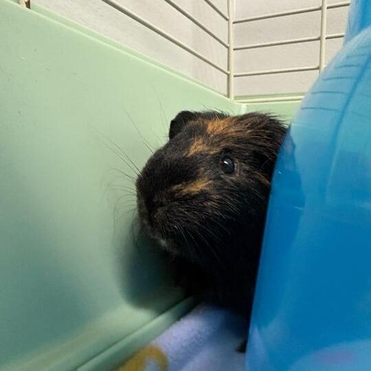 Wilson, a Adoptable Guinea Pig in Enfield, NH image 4/6