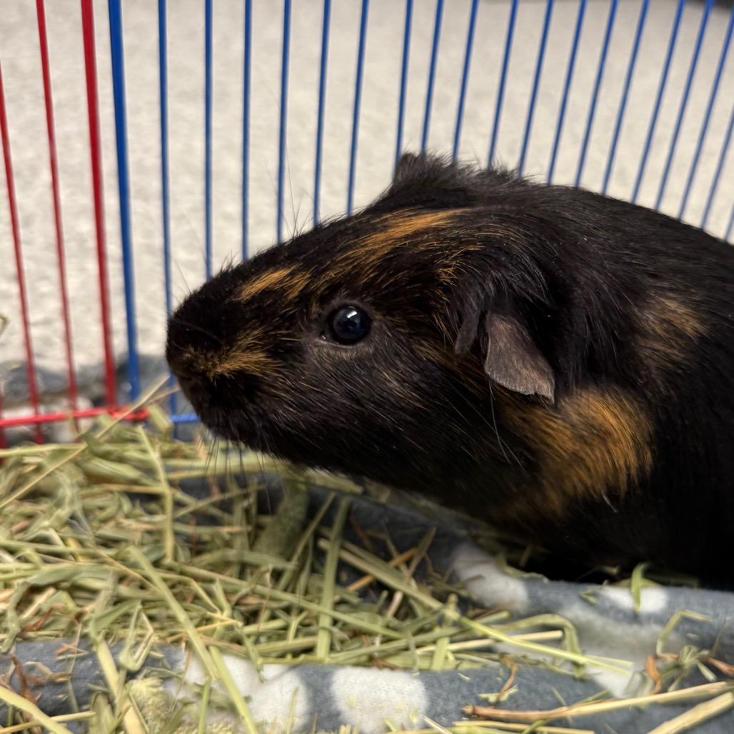 Wilson, a Adoptable Guinea Pig in Enfield, NH image 5/6