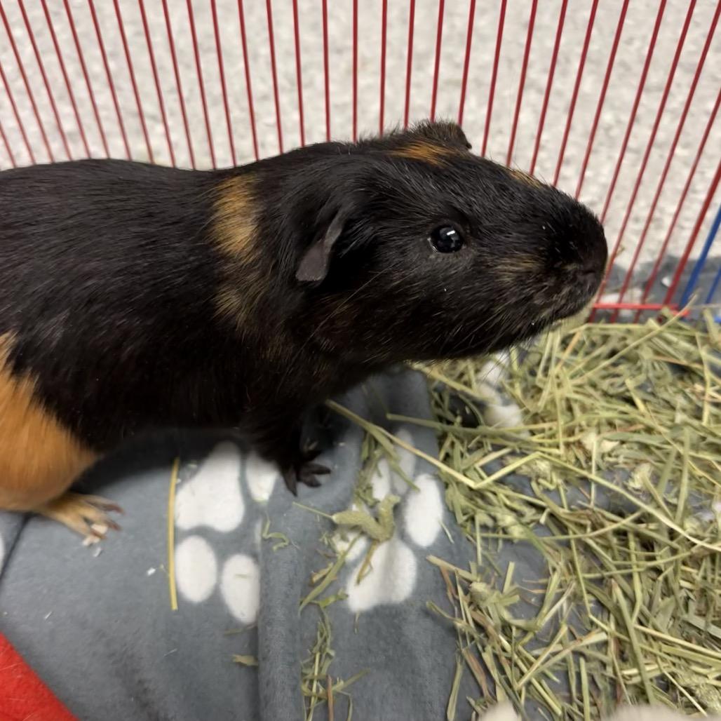 Enlarge Wilson, a Adoptable Guinea Pig in Enfield, NH image 5/6