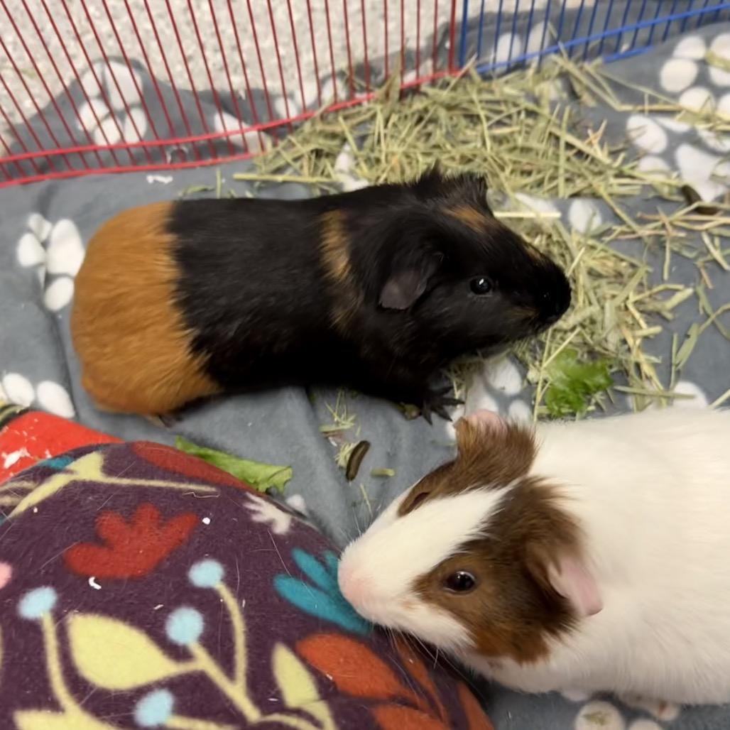 Wilson, a Adoptable Guinea Pig in Enfield, NH image 6/6