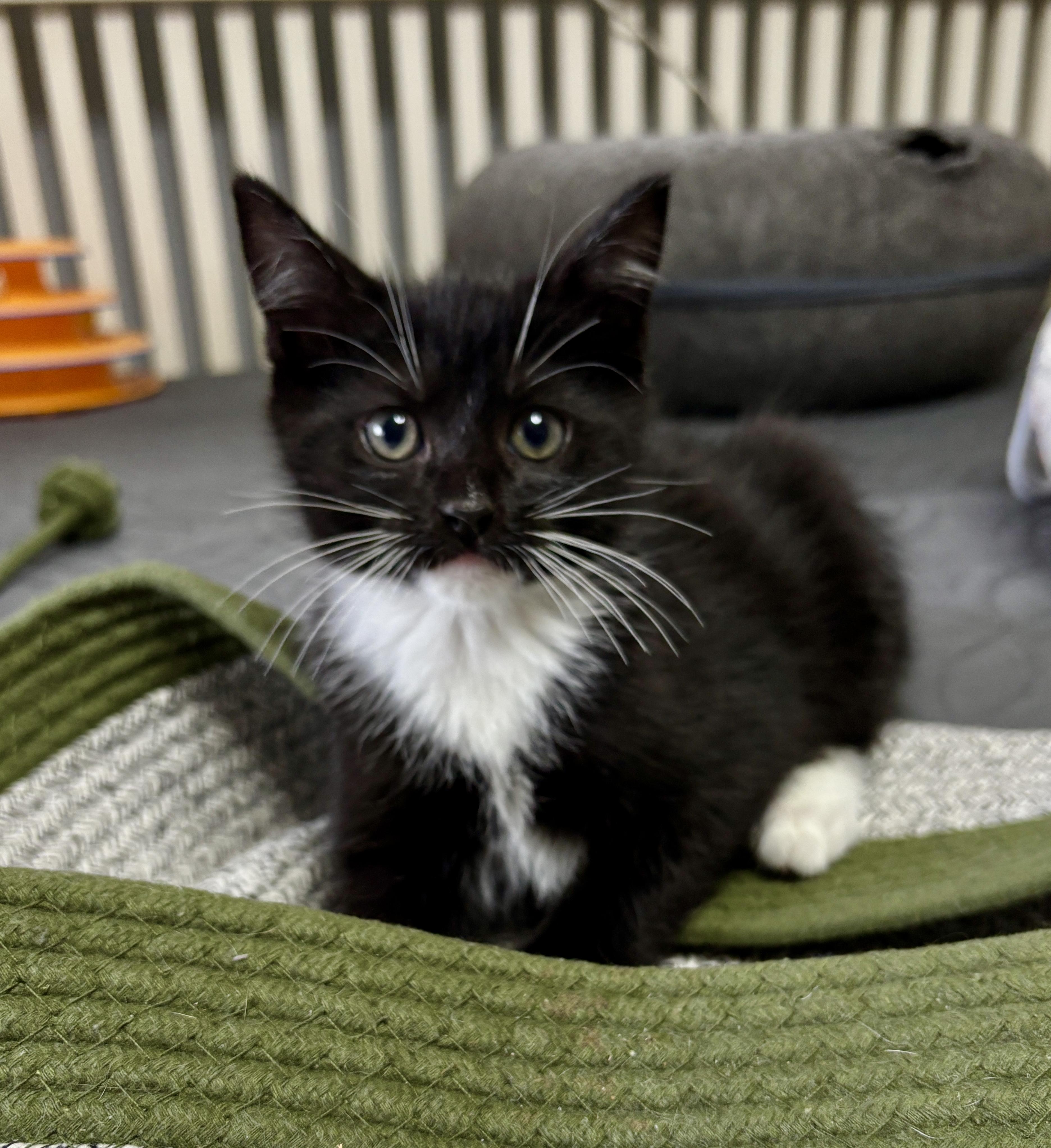 Enlarge Mittens, a ADOPTABLE mixed breed in Vineyard Haven, MA image 1/4