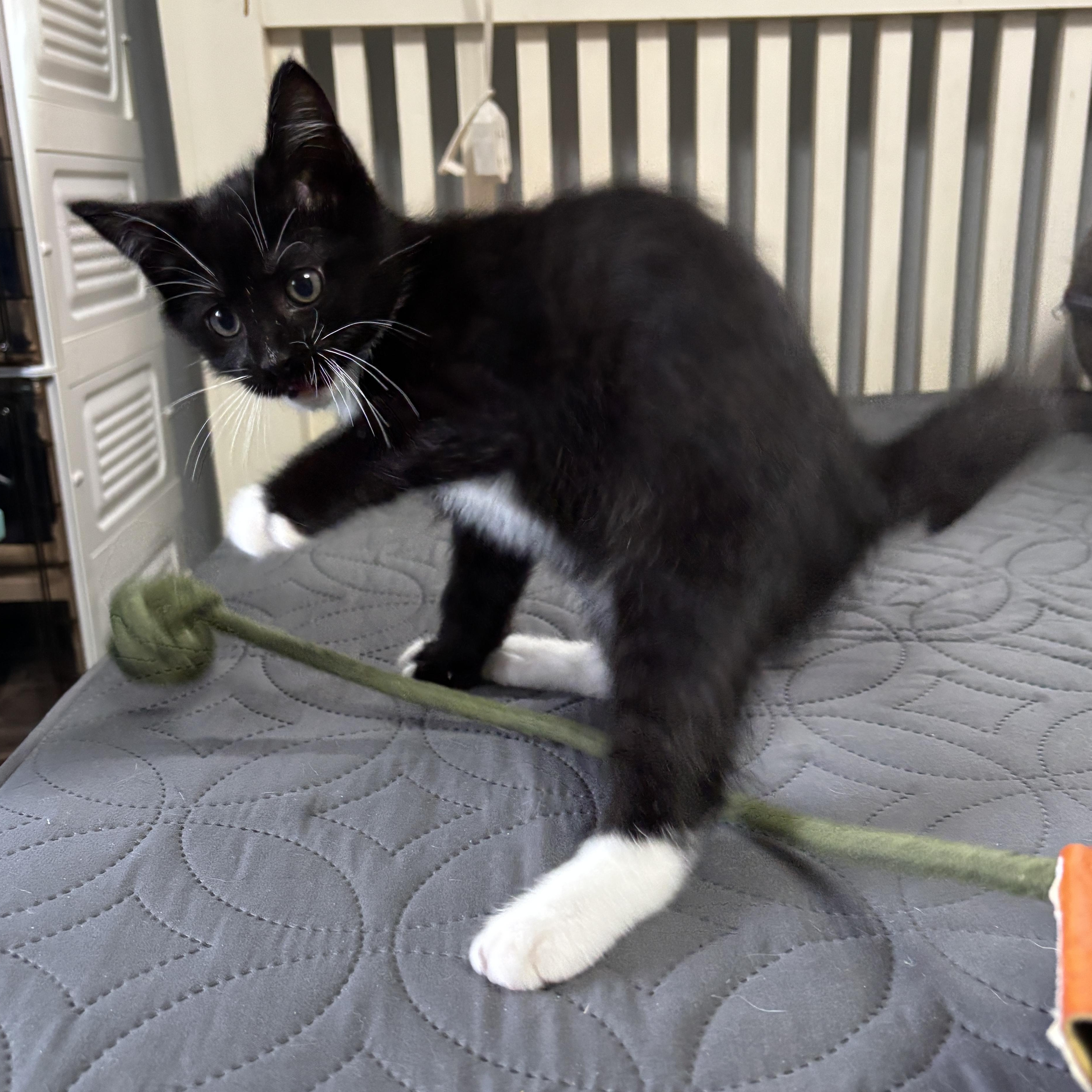 Enlarge Mittens, a ADOPTABLE mixed breed in Vineyard Haven, MA image 2/4