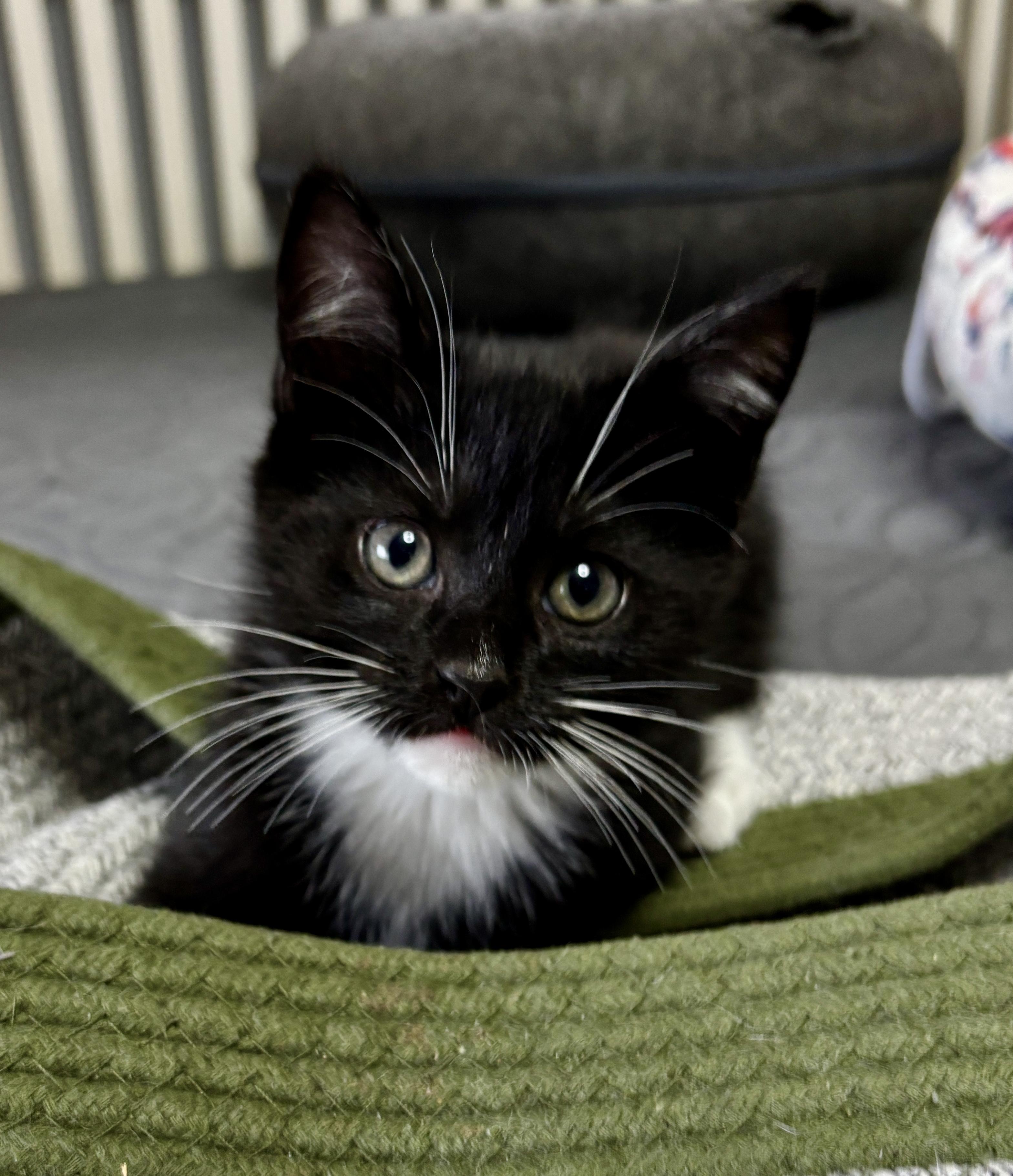 Enlarge Mittens, a ADOPTABLE mixed breed in Vineyard Haven, MA image 3/4