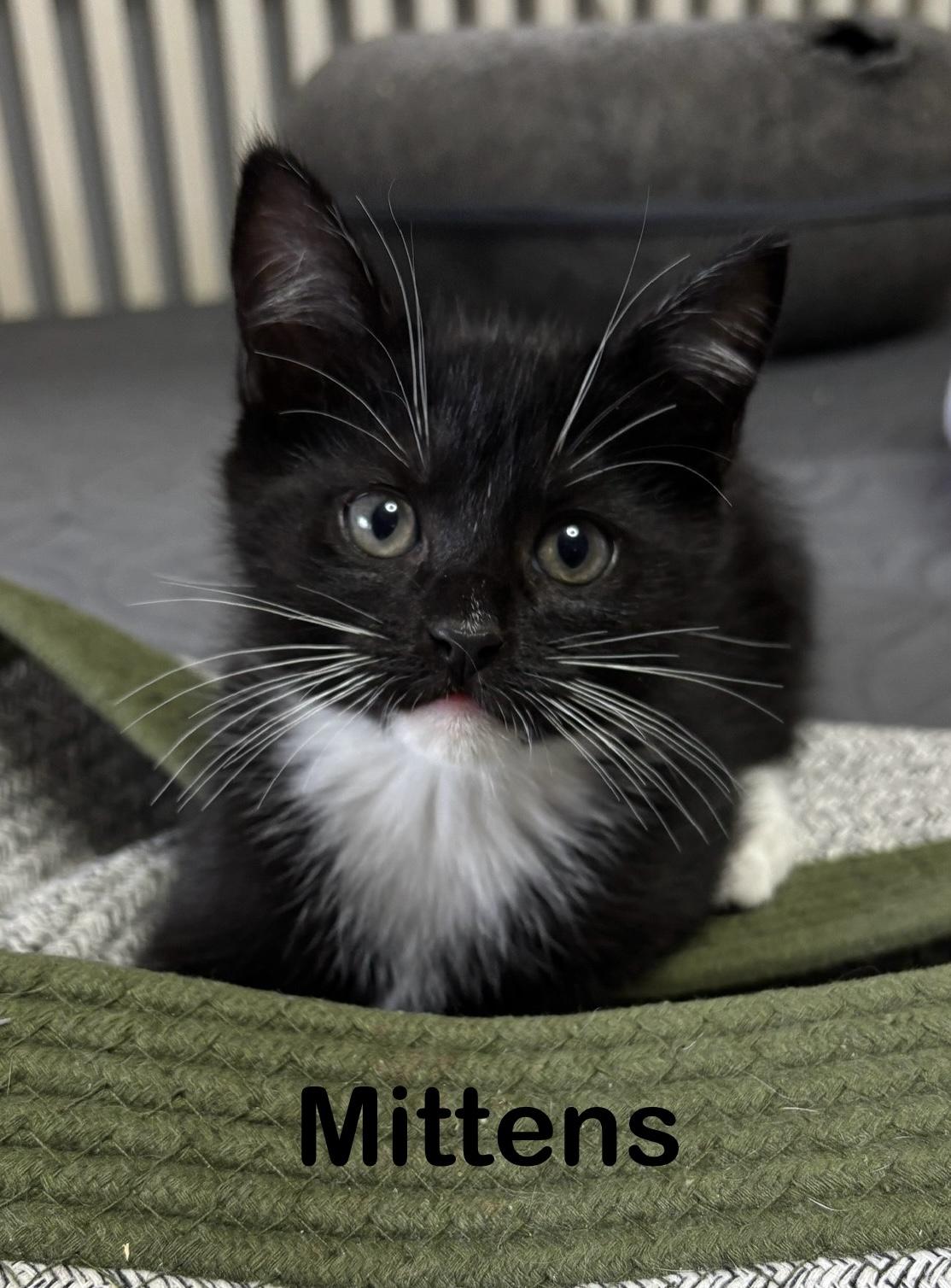 Enlarge Mittens, a ADOPTABLE mixed breed in Vineyard Haven, MA image 4/4