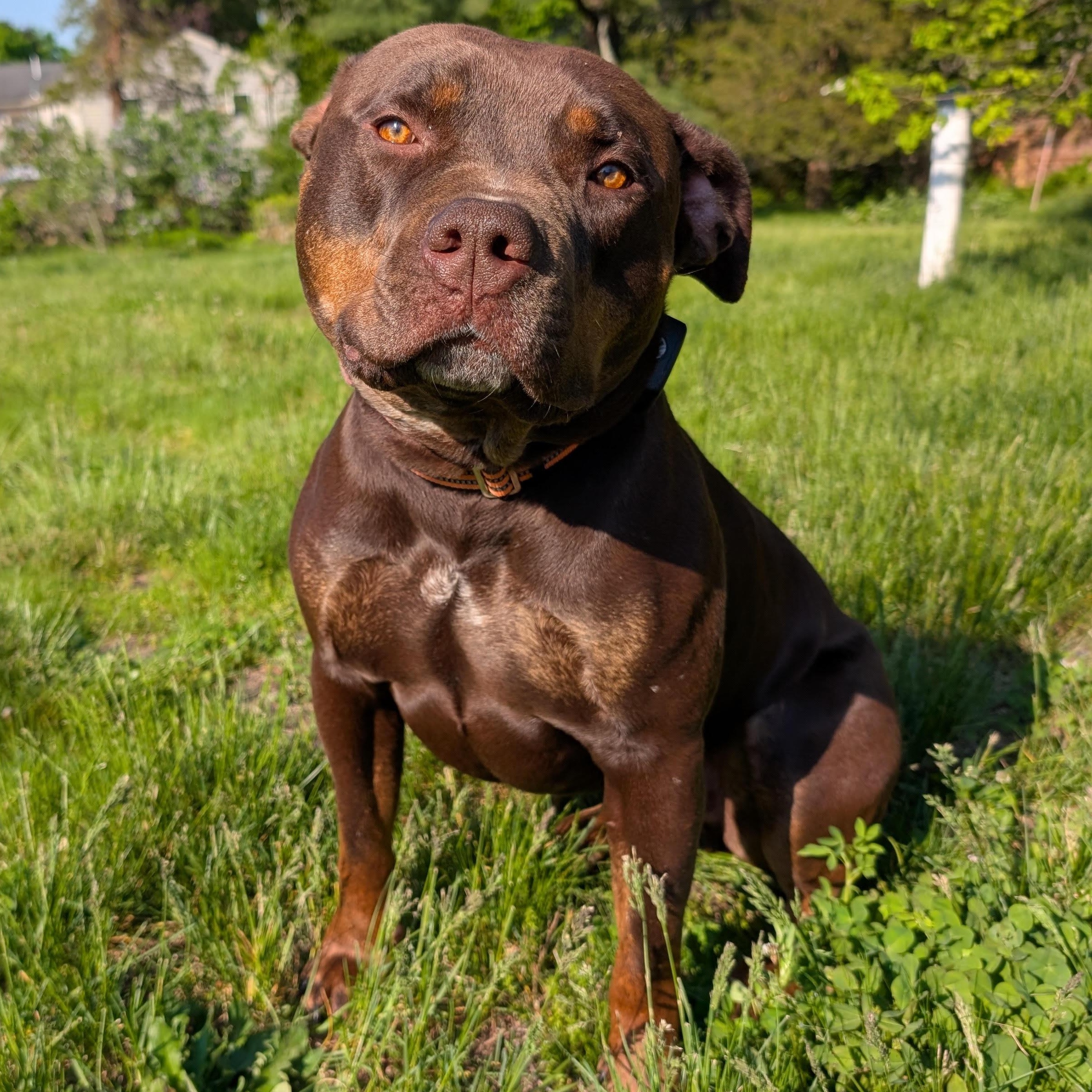 Caesar, Adoptable, Adult Male American Bulldog & American Staffordshire Terrier.