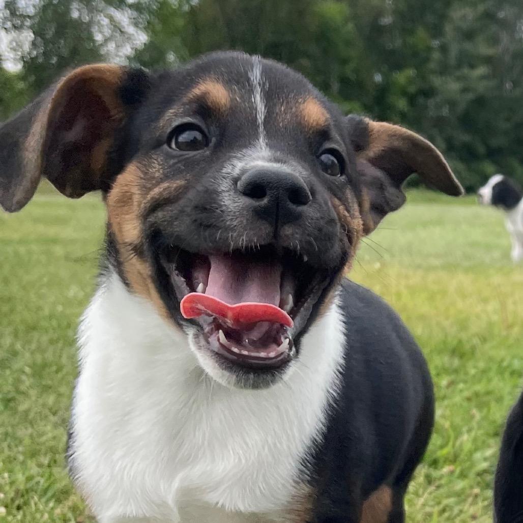 Enlarge Rogue, a Adoptable mixed breed in Crystal, MN image 1/4