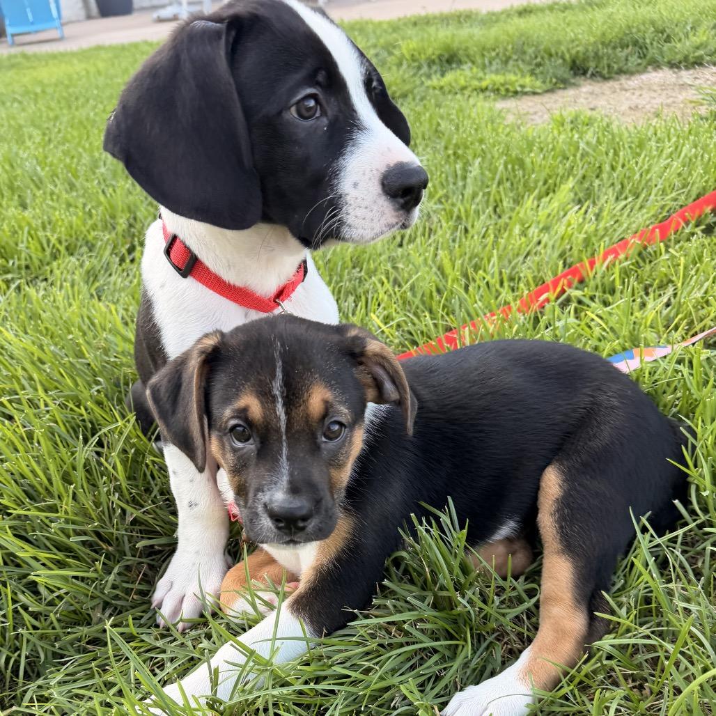 Enlarge Rogue, a Adoptable mixed breed in Crystal, MN image 2/4