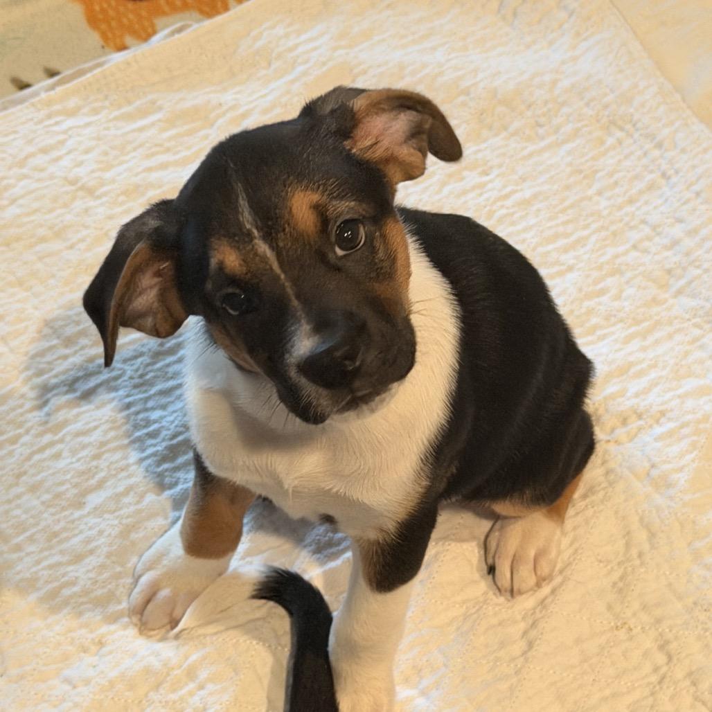 Enlarge Rogue, a Adoptable mixed breed in Crystal, MN image 3/4