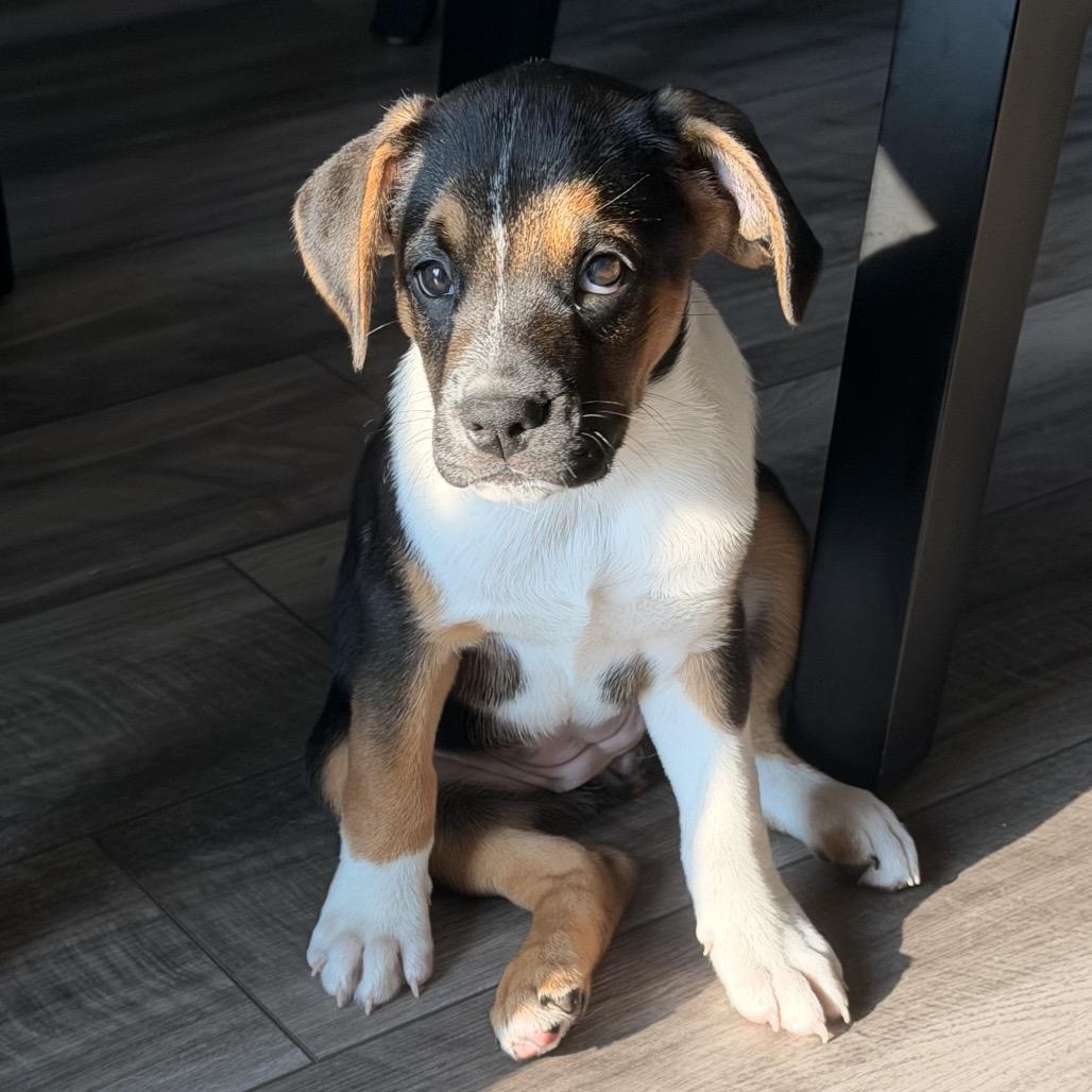 Enlarge Rogue, a Adoptable mixed breed in Crystal, MN image 4/4