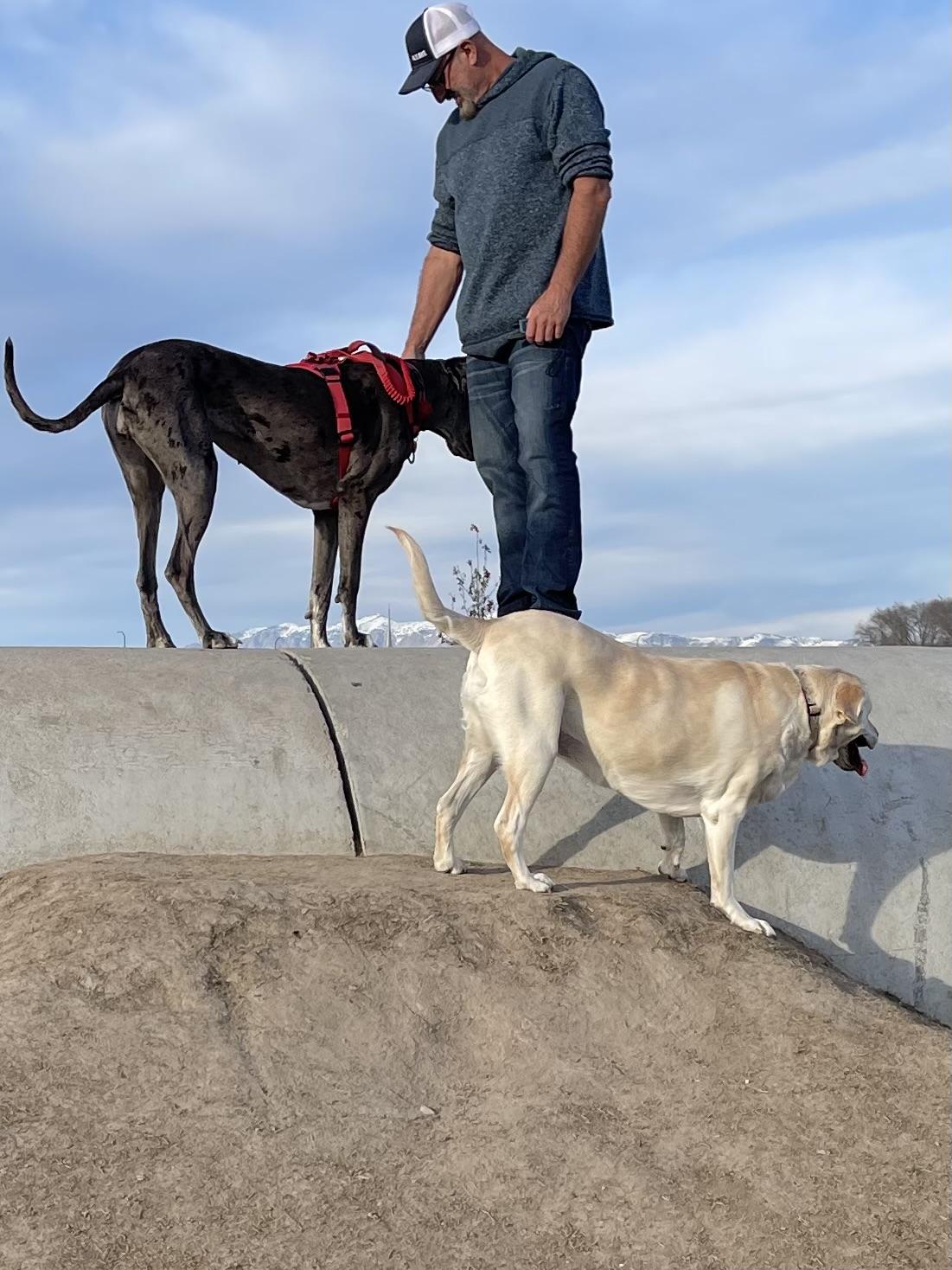 Enlarge Zoey, a ADOPTABLE Labrador Retriever in Salt Lake City, UT image 3/6