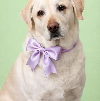 Zoey, ADOPTABLE, Adult Female Labrador Retriever.