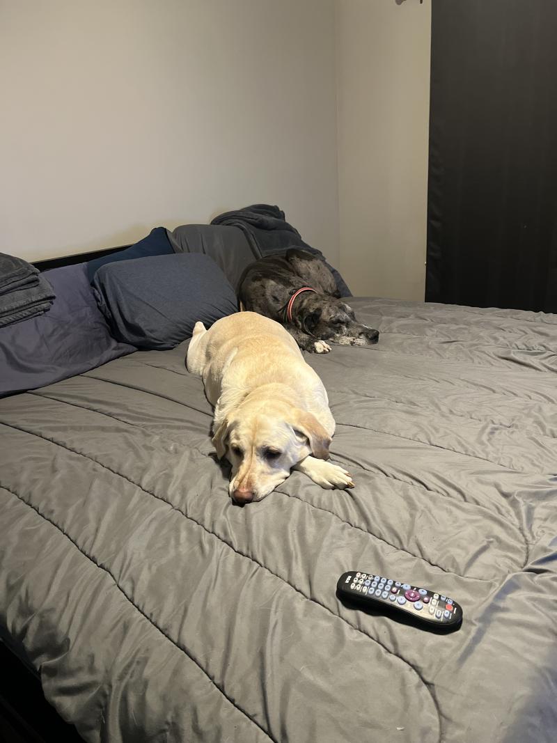 Enlarge Zoey, a ADOPTABLE Labrador Retriever in Salt Lake City, UT image 4/6